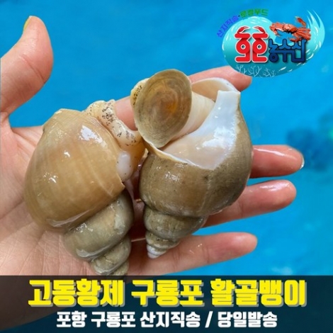 [호호농수산] 생물 백고동 중 1kg 백골뱅이 동해안 포항 자연산 제철 백종원 골뱅이탕 골뱅이무침