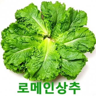 로메인2kg 로메인상추 웰빙 쌈채소 싱싱지오