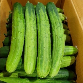 2021년 청원농산 국내산 백오이 15개 30개 50개