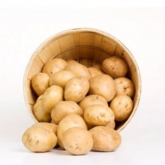 [검색 1] 알이 크고 맛있는 하지감자