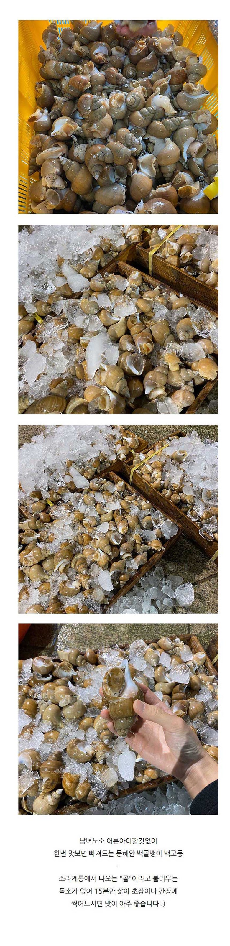 [호호농수산] 생물 백고동 중 1kg 백골뱅이 동해안 포항 자연산 제철 백종원 골뱅이탕 골뱅이무침