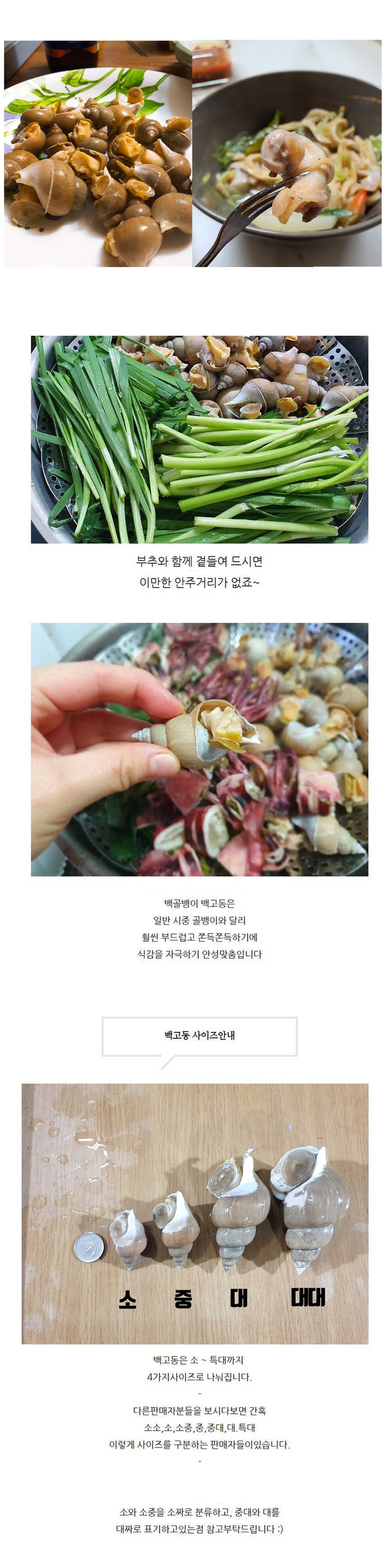 [호호농수산] 생물 백고동 중 1kg 백골뱅이 동해안 포항 자연산 제철 백종원 골뱅이탕 골뱅이무침