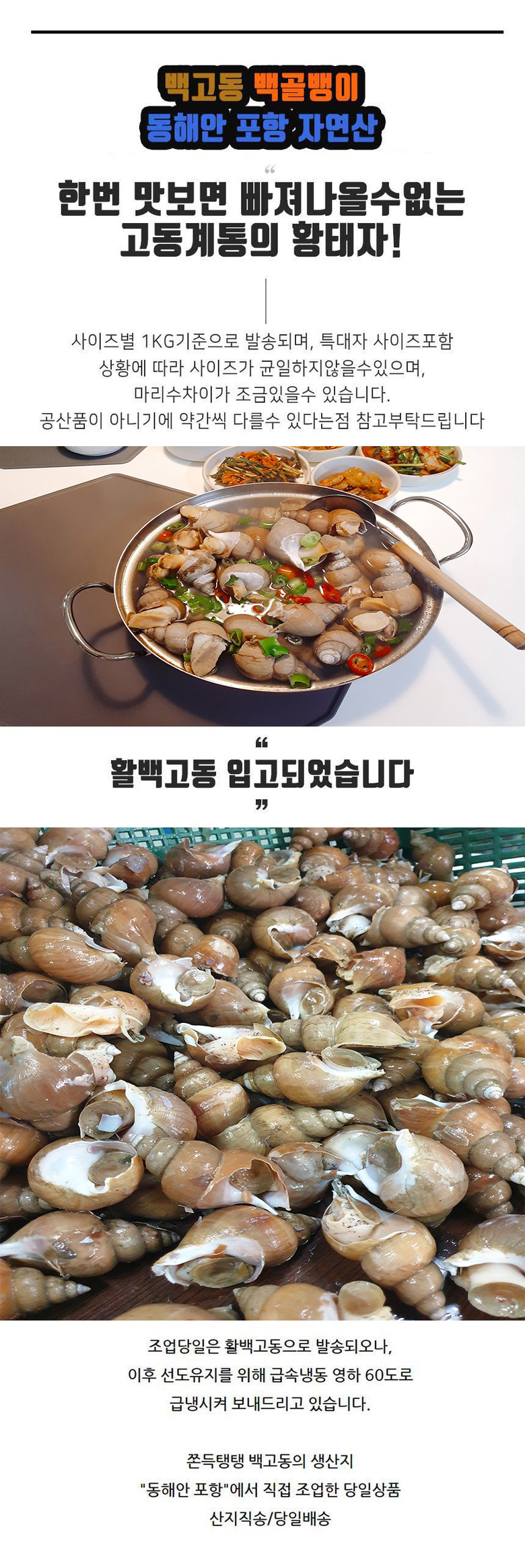 [호호농수산] 생물 백고동 중 1kg 백골뱅이 동해안 포항 자연산 제철 백종원 골뱅이탕 골뱅이무침
